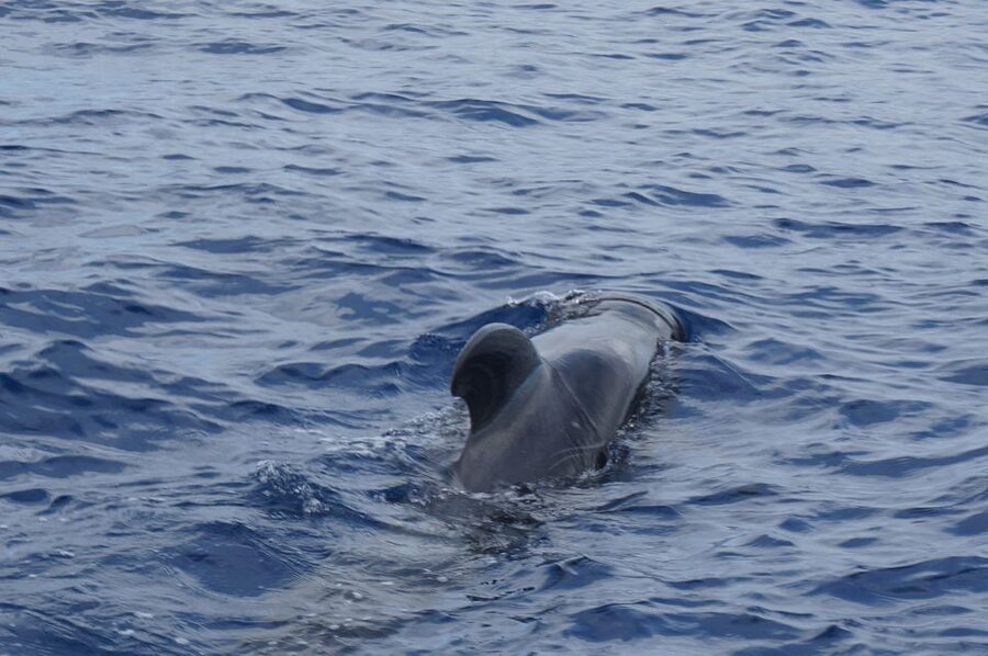 Tenerife:Respectful Whale Watching, Pirate Ship, & Swim - Rough water and sea-sickness advice