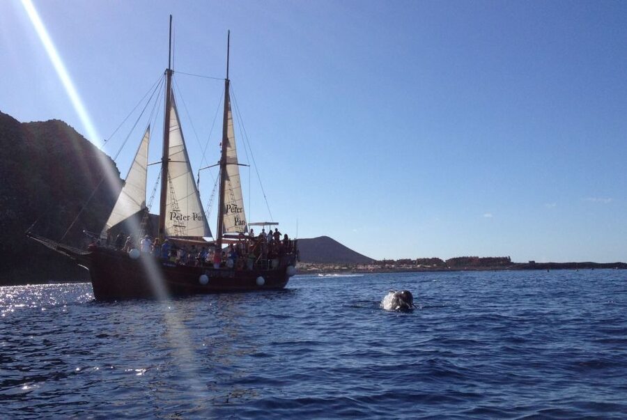 Tenerife:Respectful Whale Watching, Pirate Ship, & Swim - How the timing works