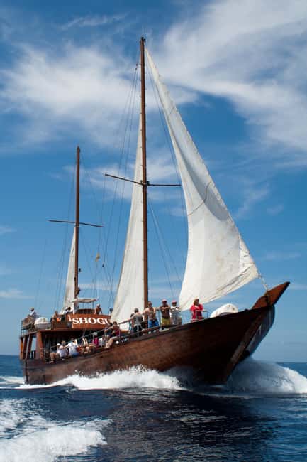 Tenerife:Respectful Whale Watching, Pirate Ship, & Swim - Is $17 good value for Tenerife?