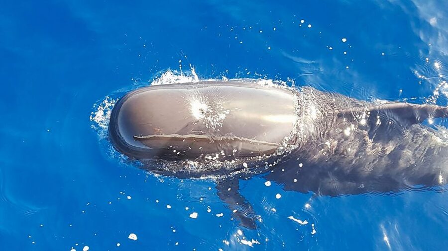 Tenerife: Sailboat Tour with Food and Snorkeling - Key Points at a Glance