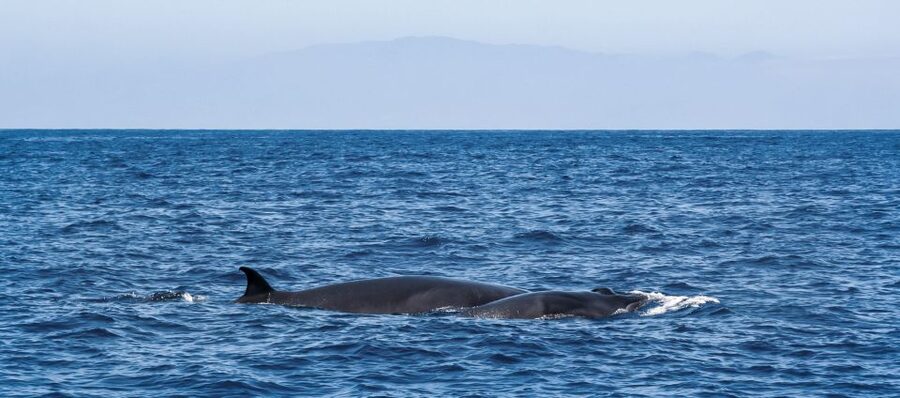 Tenerife: Sailboat Tour with Food and Snorkeling - Is $68 Good Value?