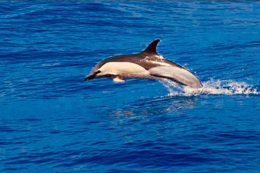 Tenerife: Sailboat Tour with Food and Snorkeling - What You Eat and Drink on Board
