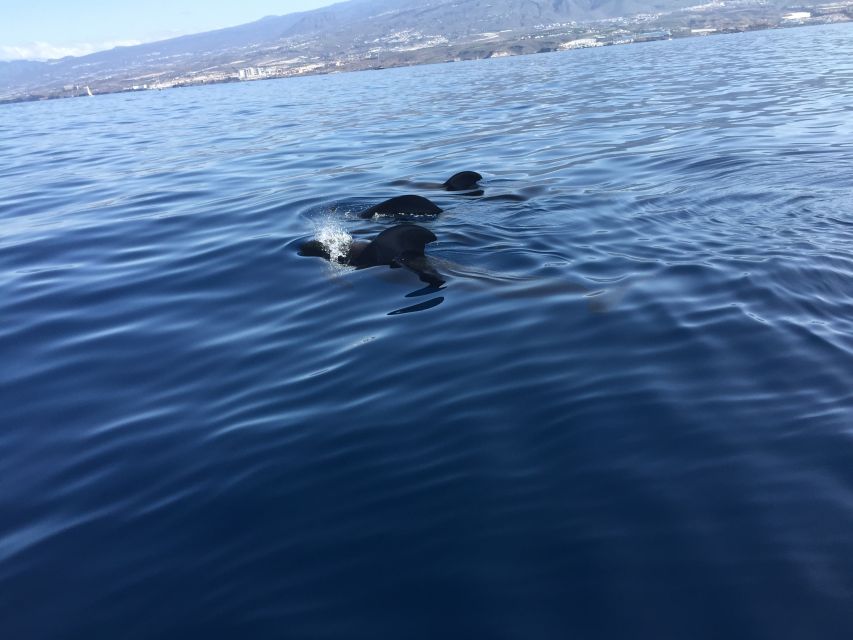 Tenerife: Sailing Excursion with Whale and Dolphin Watching - At a glance