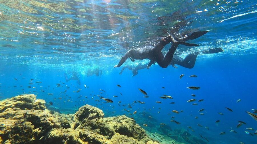 Tenerife: Snorkeling Tour in a Marine Protected Area - The 50-minute route through reef and sea grass