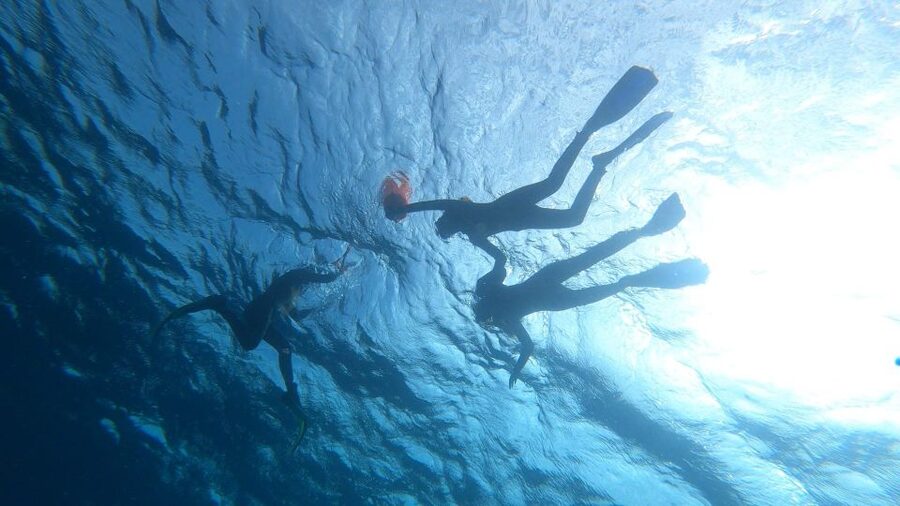 Tenerife: Snorkeling Tour in a Marine Protected Area - Turtles, with the right expectations