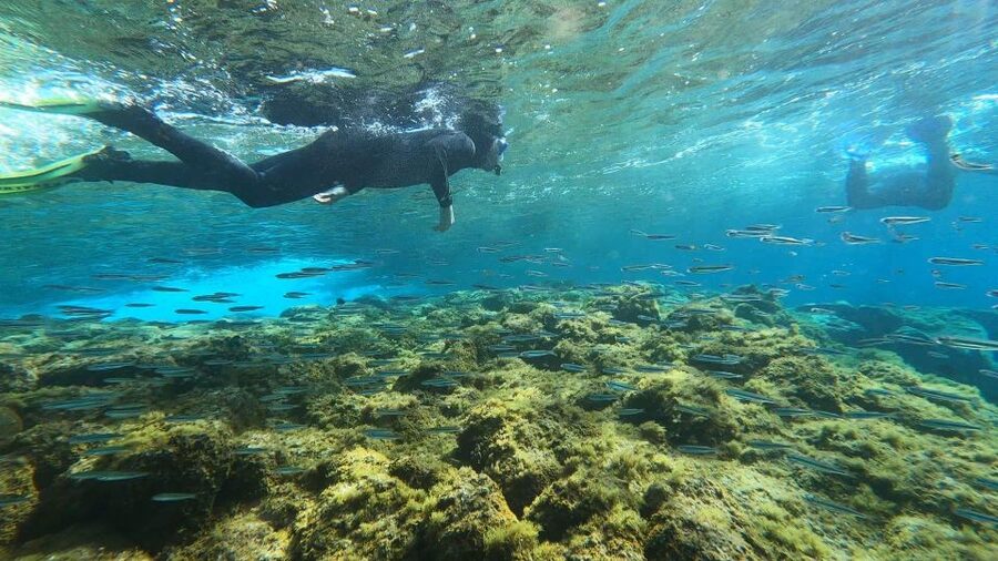 Tenerife: Snorkeling Tour in a Marine Protected Area - Photos and videos without an extra charge