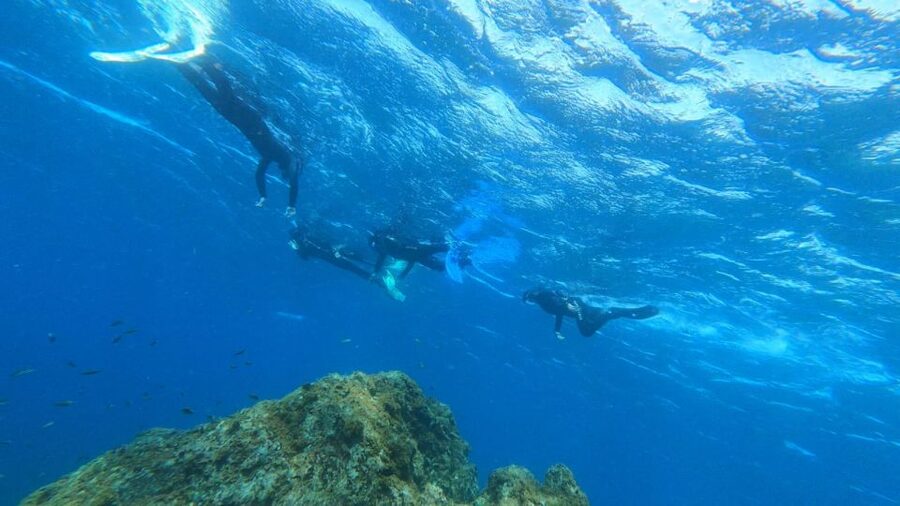 Tenerife: Snorkeling Tour in a Marine Protected Area - Is $45 good value?