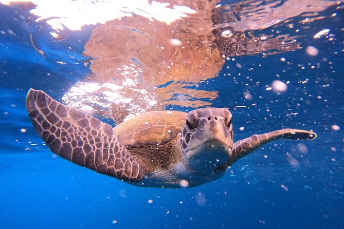 Tenerife Snorkeling Tour in turtle habitat - What this Costa Adeje snorkeling trip actually offers