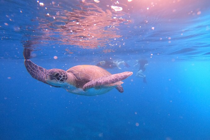 Tenerife Snorkeling Tour in turtle habitat - The speedboat ride to El Palm-mar