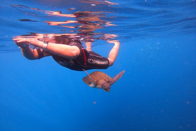 Tenerife Snorkeling Tour in turtle habitat - Snorkeling in the turtle habitat