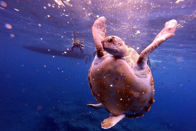 Tenerife Snorkeling Tour in turtle habitat - Dolphins, fishing farms, and the ride home