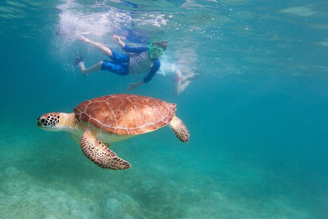 Tenerife Snorkeling Tour in turtle habitat - Photos, videos, and what to expect afterward