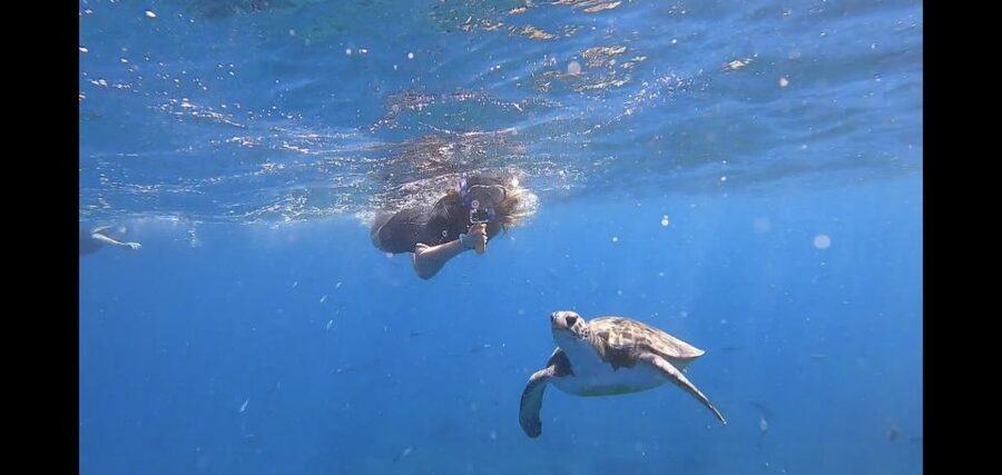 Tenerife: Snorkeling Trip in a Turtle Habitat - What this Tenerife snorkeling trip is really like
