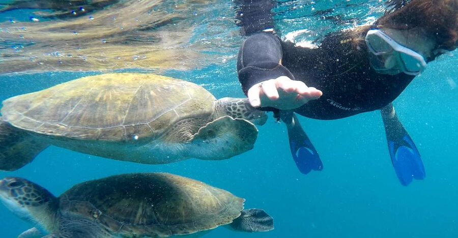 Tenerife: Snorkeling Trip in a Turtle Habitat - The 30-minute safety briefing