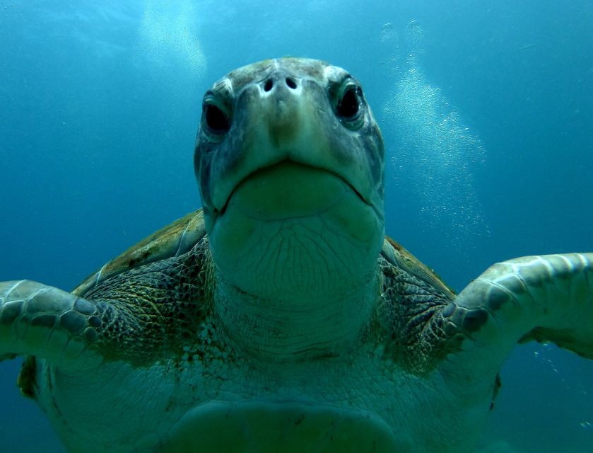 Tenerife: Snorkeling Trip in a Turtle Habitat - Fifty minutes in the water