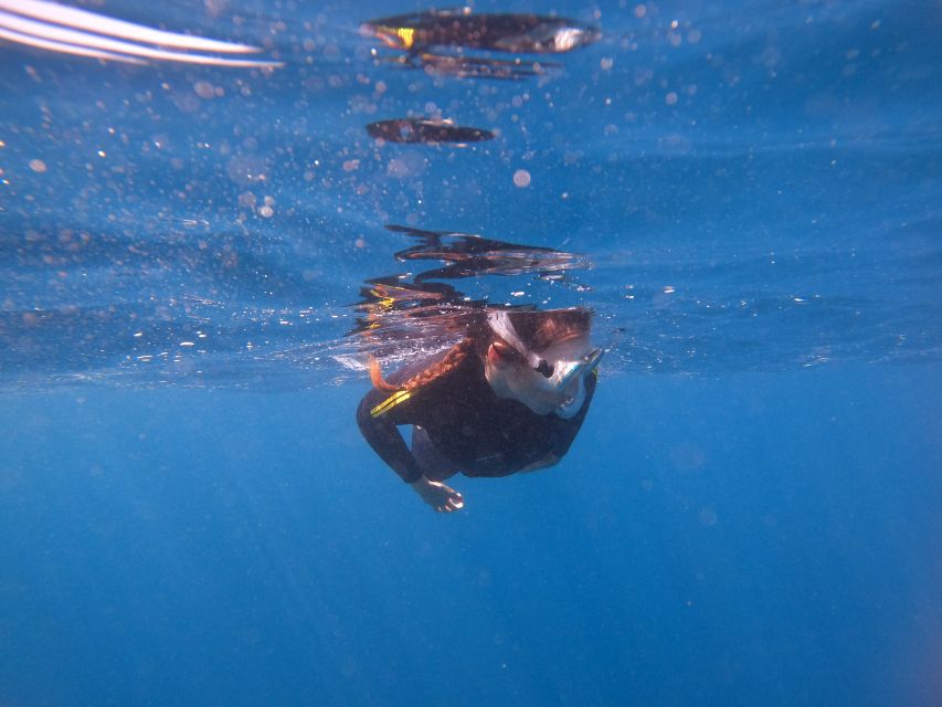 Tenerife: Snorkeling Trip in a Turtle Habitat - How beginner-friendly is it?