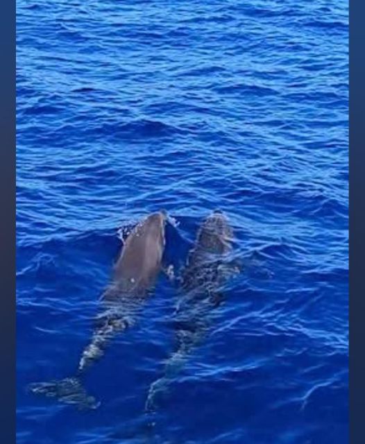 Tenerife: Sunset Catamaran Tour with Transfer, Buff & Drinks - Looking for pilot whales and dolphins off Tenerife