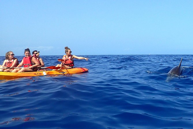 Tenerife: Turtle & Dolphin Kayak Tour with Snorkel & Wetsuit - Is $42.33 good value?
