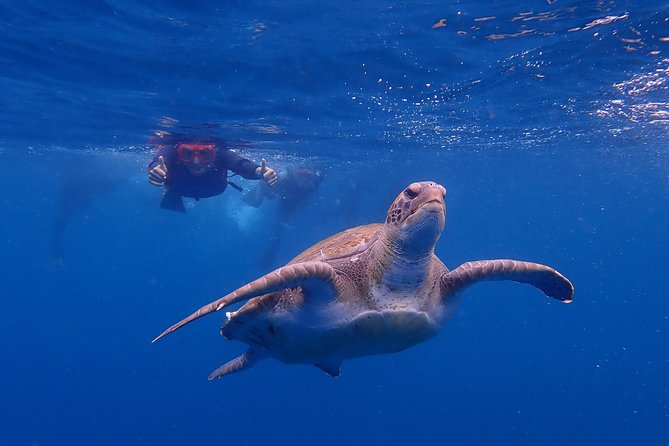 Tenerife: Turtle & Dolphin Kayak Tour with Snorkel & Wetsuit - Paddling beneath the Guaza Mountains
