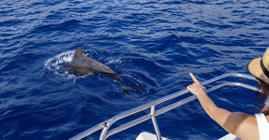 Tenerife: Whale and Dolphin Watching Tour by Sailboat - Watching whales and dolphins in open water