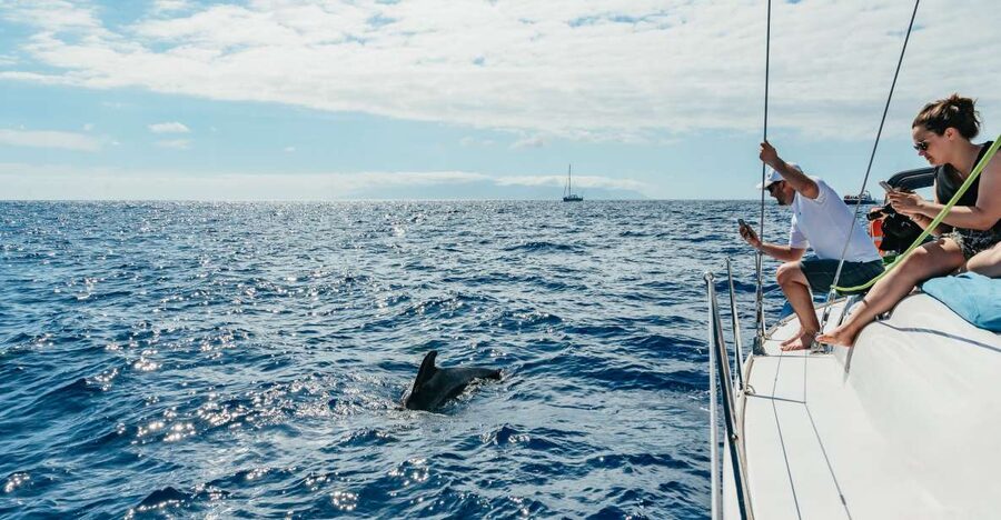 Tenerife: Whale & Dolphin Watching with Drinks and Snacks - Why this small boat makes a difference