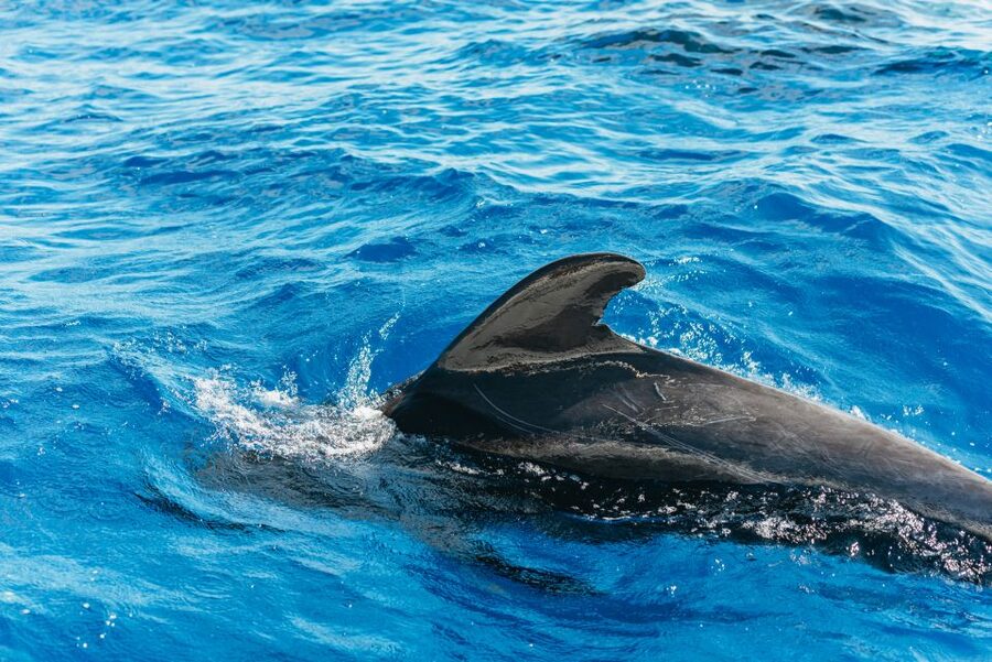 Tenerife: Whale & Dolphin Watching with Drinks and Snacks - Watching pilot whales and dolphins in the wild