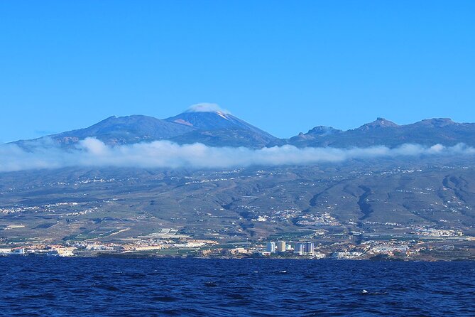 Tenerife Whales and Dolphins Watching Experience in Catamaran - Setting out from Puerto Colón in Costa Adeje