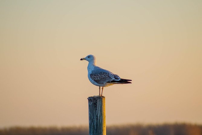 The Original Albufera Tour: Barraca, Boat Ride & Local Guide - Inside a traditional Valencian barraca