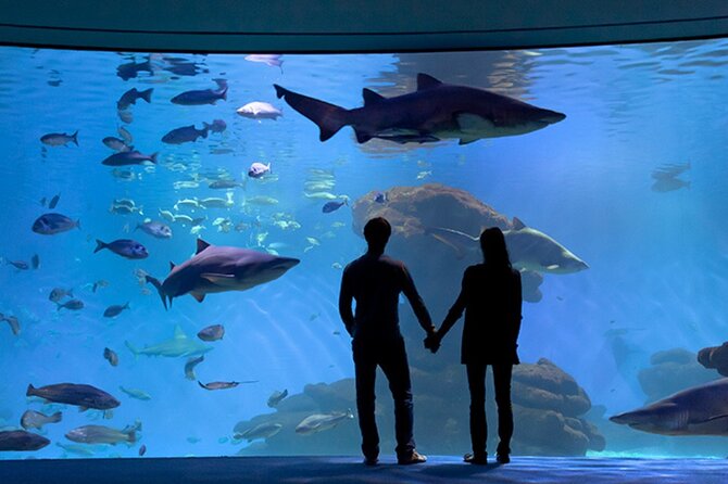 Ticket Palma Aquarium - The Medusarium and the large shark aquarium