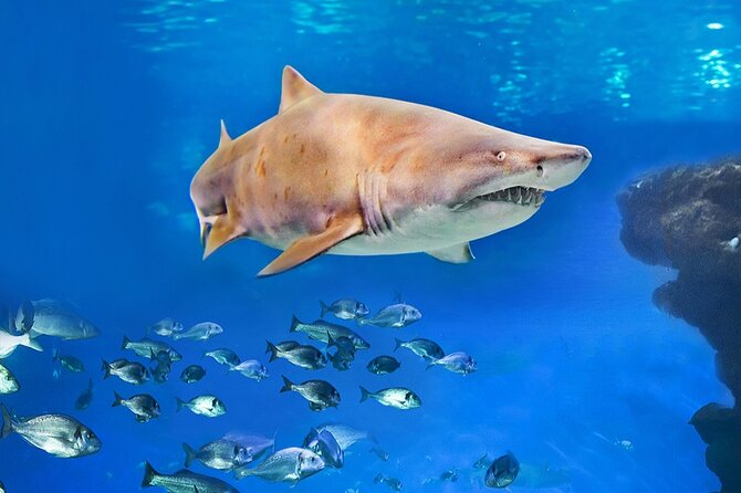 Ticket Palma Aquarium - Is $36.55 a fair price?