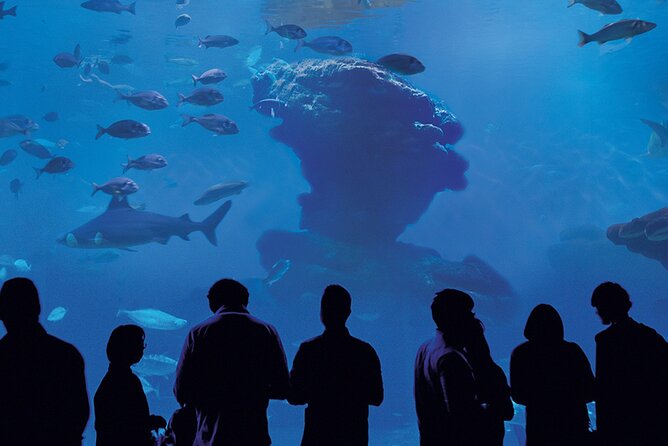 Ticket Palma Aquarium - Getting there and handling the visit