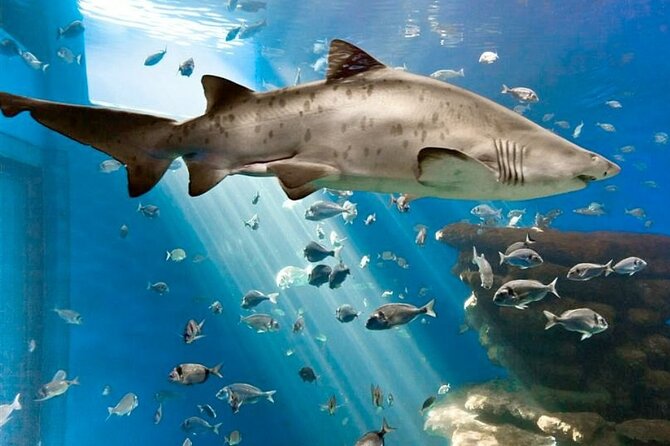 Ticket Palma Aquarium - The Mediterranean and tropical habitats