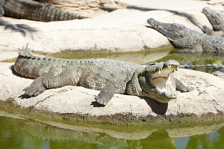 Torremolinos: Crocodile Park Entrance Ticket - Key points before you go