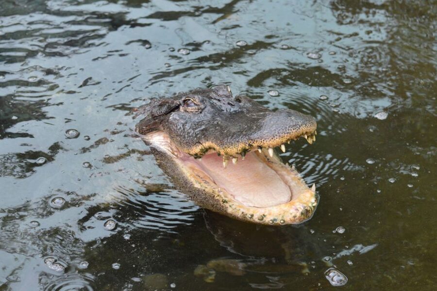 Torremolinos: Crocodile Park Entrance Ticket - Enclosures and general upkeep