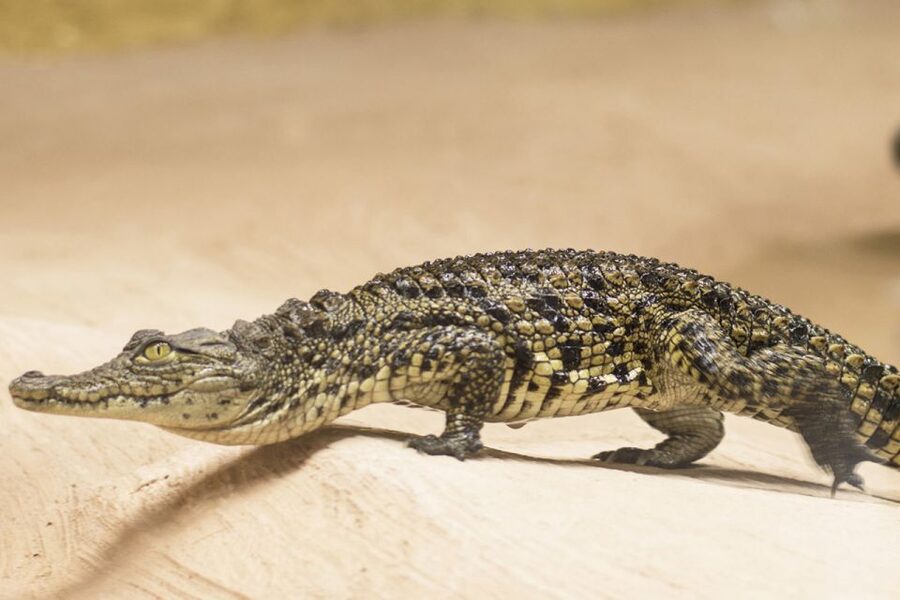 Torremolinos: Crocodile Park Entrance Ticket - How long should you allow?