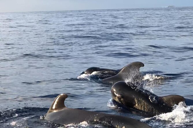 Tour with Whale and Dolphin Watching plus food included - Food, drinks, and a welcome break from the sun