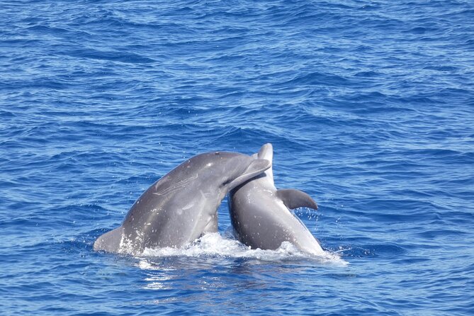 Tour with Whale and Dolphin Watching plus food included - Swimming at Diego Hernández Bay