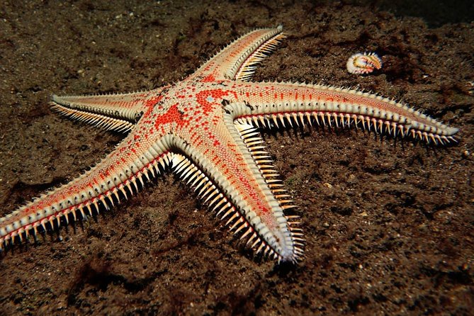 Try Dive - PADI Discover Scuba Diving in Tenerife - Why the small group limit matters