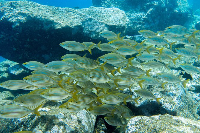 Try Dive - PADI Discover Scuba Diving in Tenerife - Who will enjoy this most