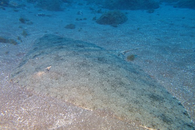 Try Dive - PADI Discover Scuba Diving in Tenerife - The staff make the biggest difference