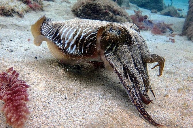 Try Scuba Diving with 2 Ocean Dives - What Your Morning Looks Like From 8:30