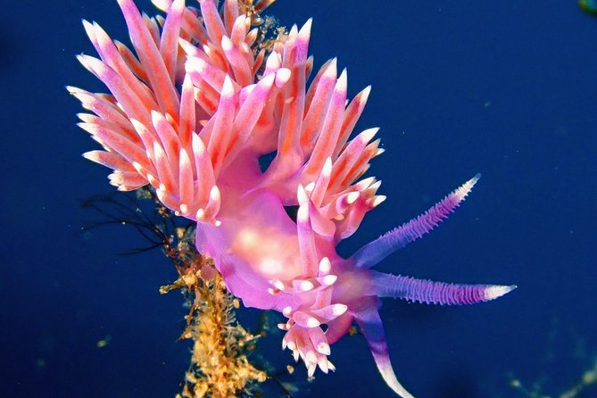 Try Scuba Diving with 2 Ocean Dives - The Instructors Are the Main Strength