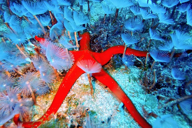 Try Scuba Diving with 2 Ocean Dives - Marine Life Without the Pressure of a Wildlife Tour