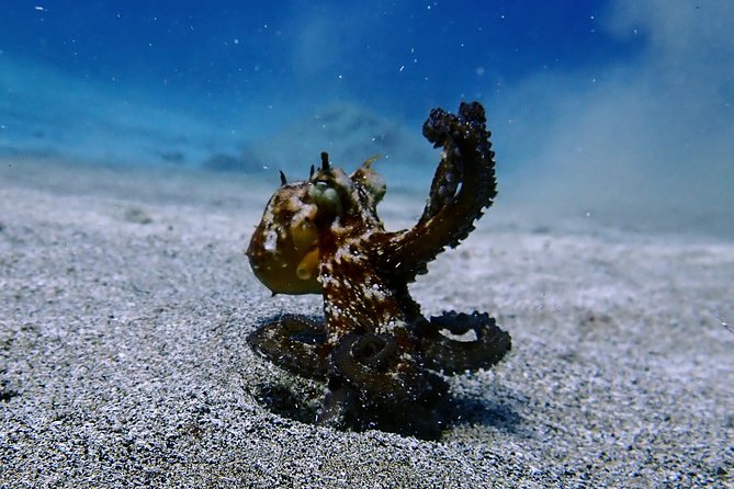Try Scuba Diving with 2 Ocean Dives - Who Will Enjoy This Most?