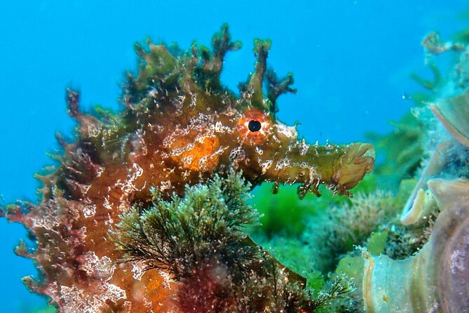 Try Scuba Diving with 2 Ocean Dives - Booking, Pickup, and Cancellation Details