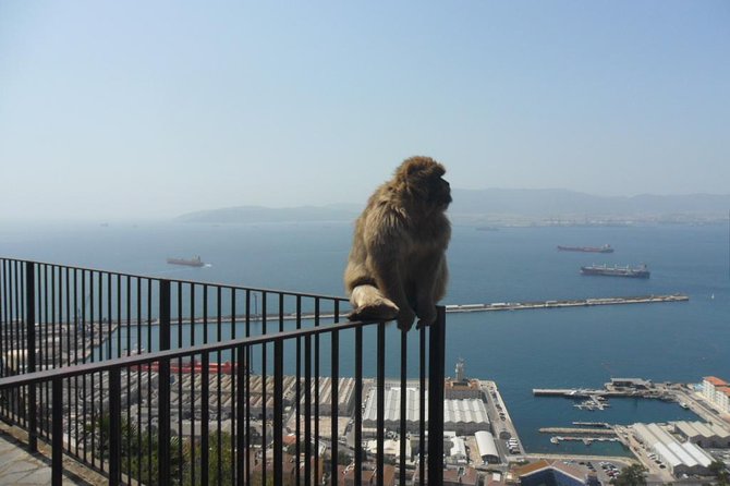 Upper Rock Walking Tour - The Mediterranean Steps Are the Big Decision