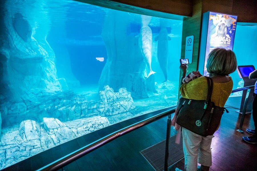 Valencia: Oceanogràfic Entry Ticket - Should you book Oceanogràfic?