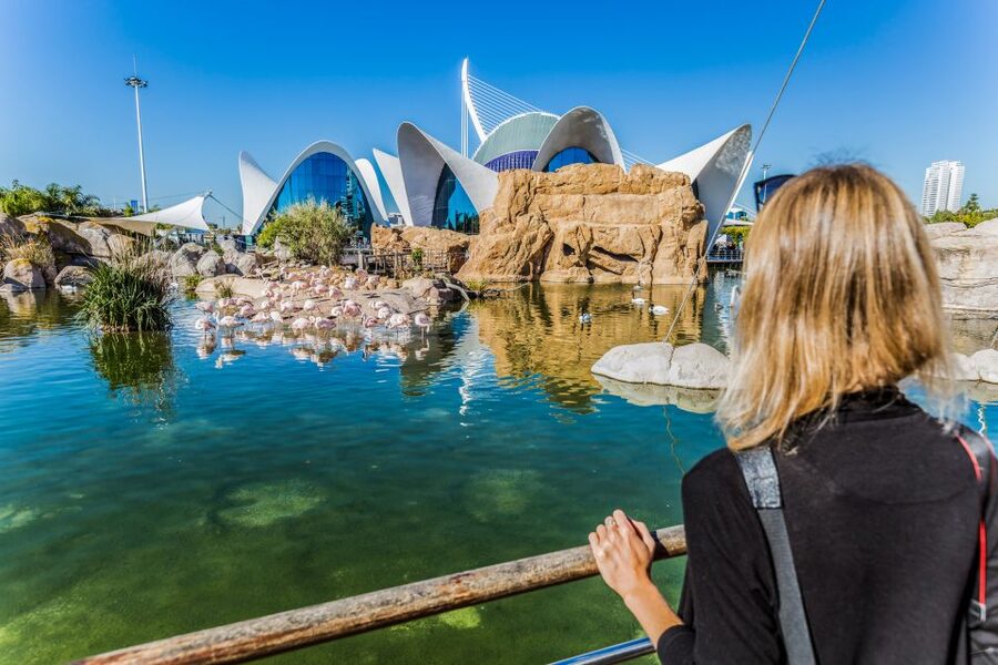 Valencia: Oceanogràfic Entry Ticket - The shark tunnel, belugas, and polar animals