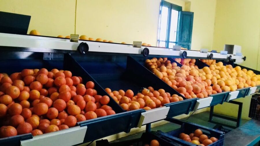Valencia: Orange Farm and Orchard Trip with Tastings - How the guides shape the experience