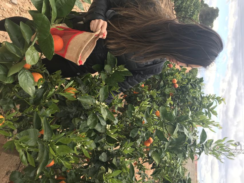 Valencia: Orange Farm and Orchard Trip with Tastings - Learning how citrus is grown